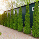 Tuia Occidentalis Degroot Spire, forma conica ingusta, pentru gradini mici, crestere rapida