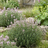 Cimbrisor Faustini, planta aromatica taratoare, parfumata, cu flori roz, pentru soare si rocarii  Planta