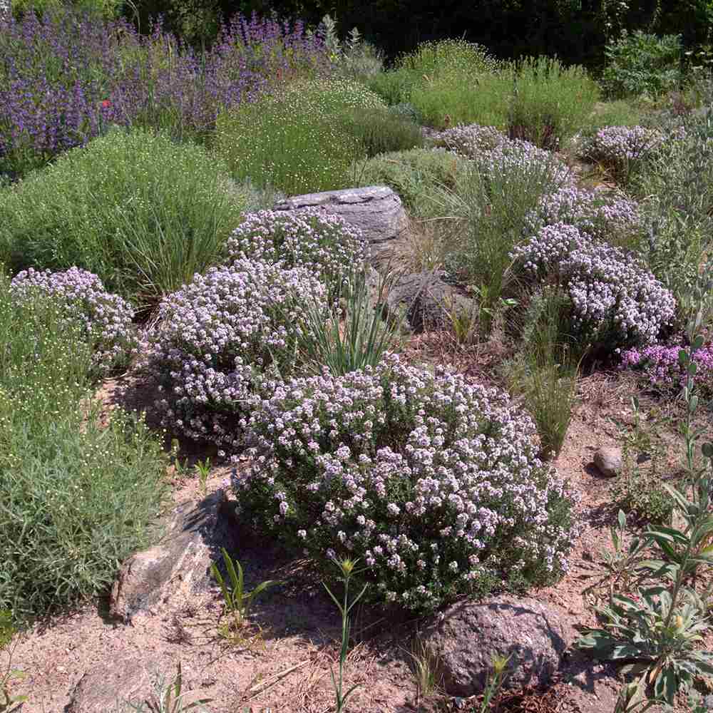 Cimbrisor Faustini, planta aromatica taratoare, parfumata, cu flori roz, pentru soare si rocarii  Planta