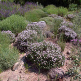 Cimbrisor Faustini, planta aromatica taratoare, parfumata, cu flori roz, pentru soare si rocarii  Planta