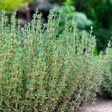 Cimbrisor Faustini, planta aromatica taratoare, parfumata, cu flori roz, pentru soare si rocarii  Planta