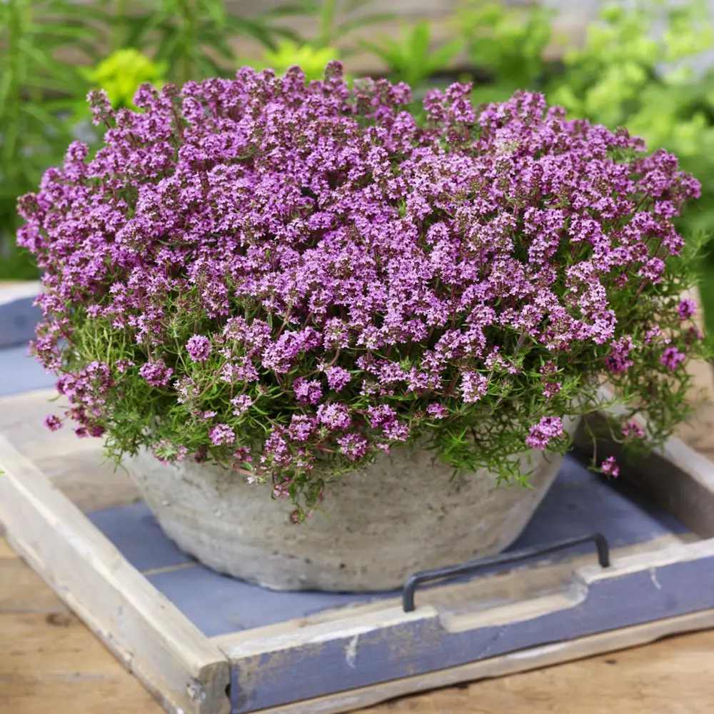 Cimbrisor violet Purple Beauty, tarator parfumant, perena tapetanta cu flori mov, pentru stancarii si soare