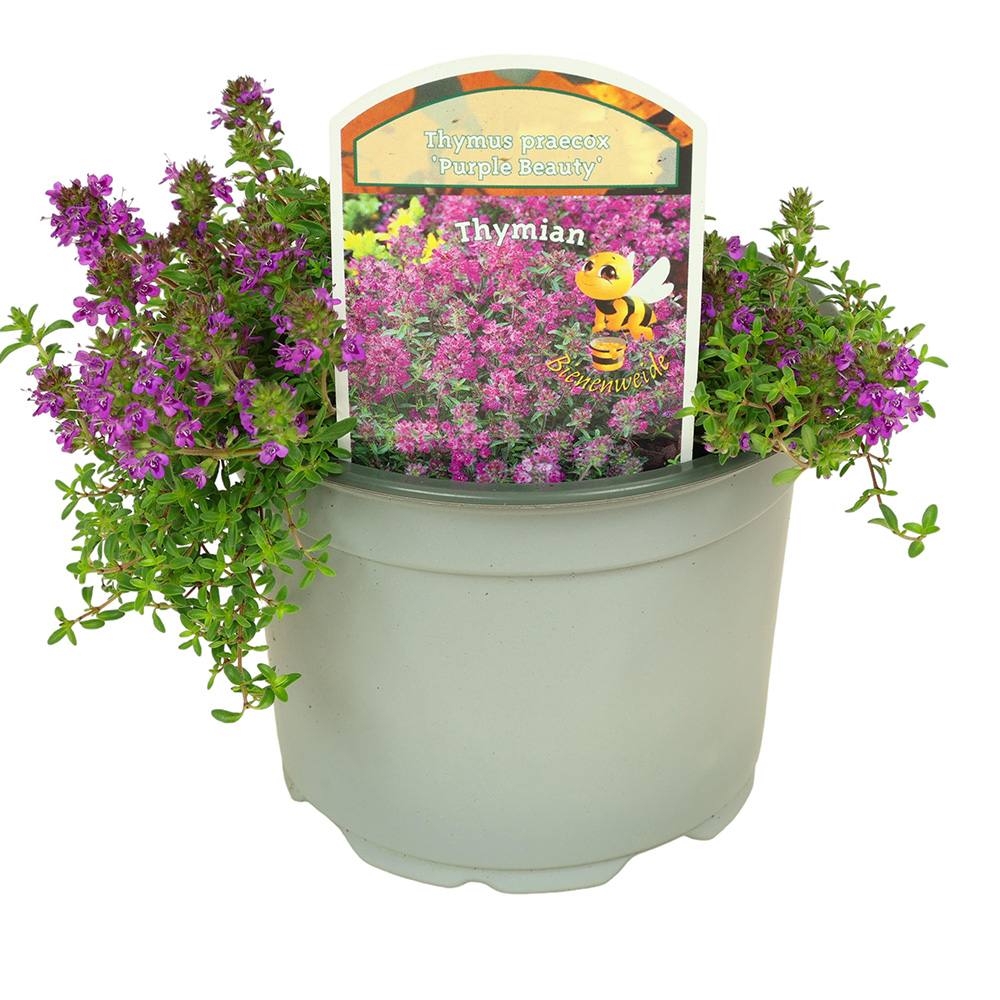 Cimbrisor violet Purple Beauty, tarator parfumant, perena tapetanta cu flori mov, pentru stancarii si soare