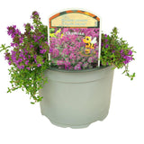 Cimbrisor violet Purple Beauty, tarator parfumant, perena tapetanta cu flori mov, pentru stancarii si soare
