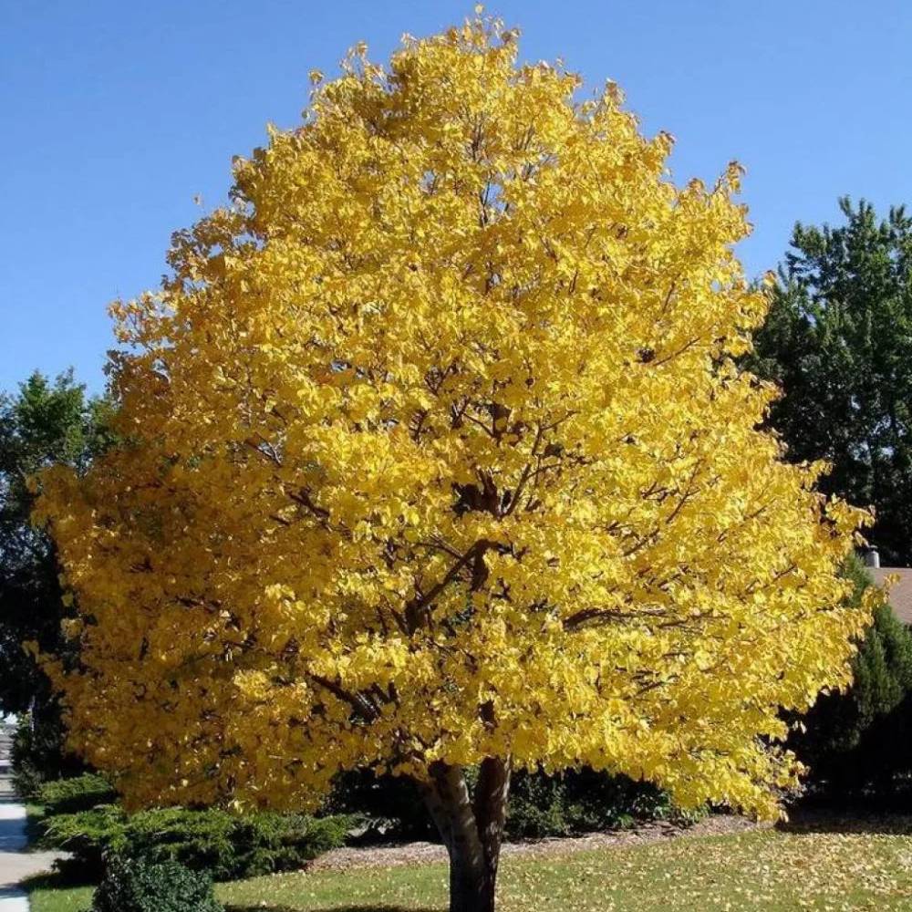 Tei auriu mongolica Harvest Gold (Tilia Cordata), arbore cu frunzis auriu toamna, flori parfumate, coroana piramidala eleganta, rezistent la poluare urbana