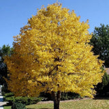 Tei auriu mongolica Harvest Gold (Tilia Cordata), arbore cu frunzis auriu toamna, flori parfumate, coroana piramidala eleganta, rezistent la poluare urbana