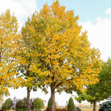 Tei auriu mongolica Harvest Gold (Tilia Cordata), arbore cu frunzis auriu toamna, flori parfumate, coroana piramidala eleganta, rezistent la poluare urbana