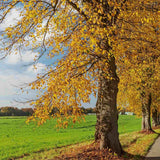 Tei auriu mongolica Harvest Gold (Tilia Cordata), arbore cu frunzis auriu toamna, flori parfumate, coroana piramidala eleganta, rezistent la poluare urbana