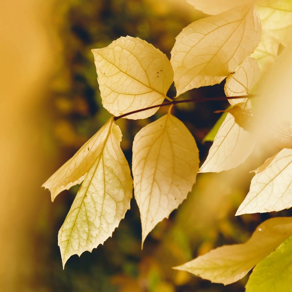 Tei auriu mongolica Harvest Gold (Tilia Cordata), arbore cu frunzis auriu toamna, flori parfumate, coroana piramidala eleganta, rezistent la poluare urbana