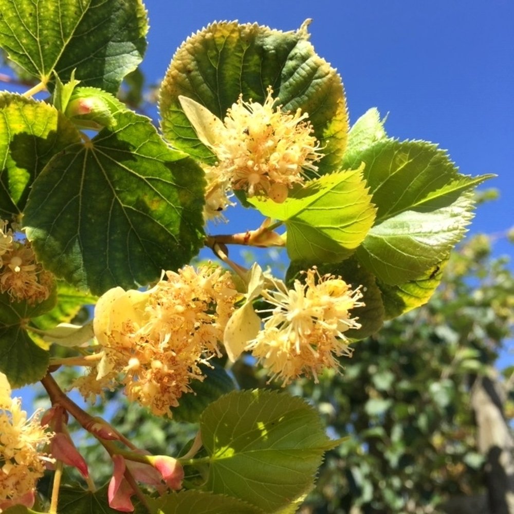 Tei de iarna cu frunza mica (Tilia cordata) Winter Orange,  ornamental cu ramuri portocalii-rosii, flori foatre parfumate, rezistent la poluare urbana, forma piramidala eleganta