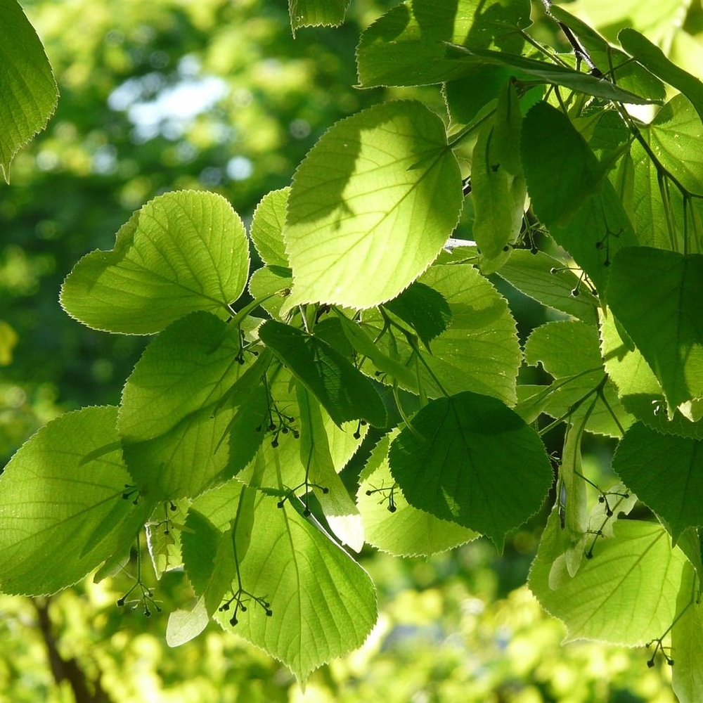 Tei de iarna cu frunza mica (Tilia cordata) Winter Orange,  ornamental cu ramuri portocalii-rosii, flori foatre parfumate, rezistent la poluare urbana, forma piramidala eleganta