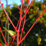 Tei de iarna cu frunza mica (Tilia cordata) Winter Orange,  ornamental cu ramuri portocalii-rosii, flori foatre parfumate, rezistent la poluare urbana, forma piramidala eleganta
