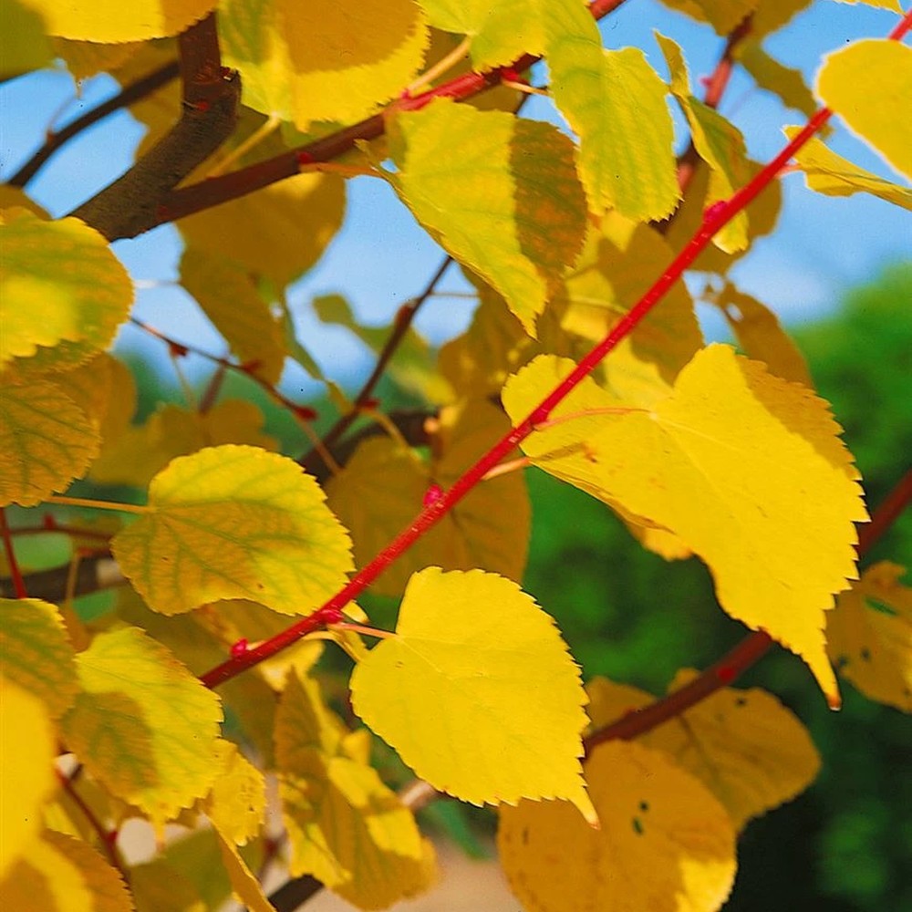 Tei de iarna cu frunza mica (Tilia cordata) Winter Orange,  ornamental cu ramuri portocalii-rosii, flori foatre parfumate, rezistent la poluare urbana, forma piramidala eleganta