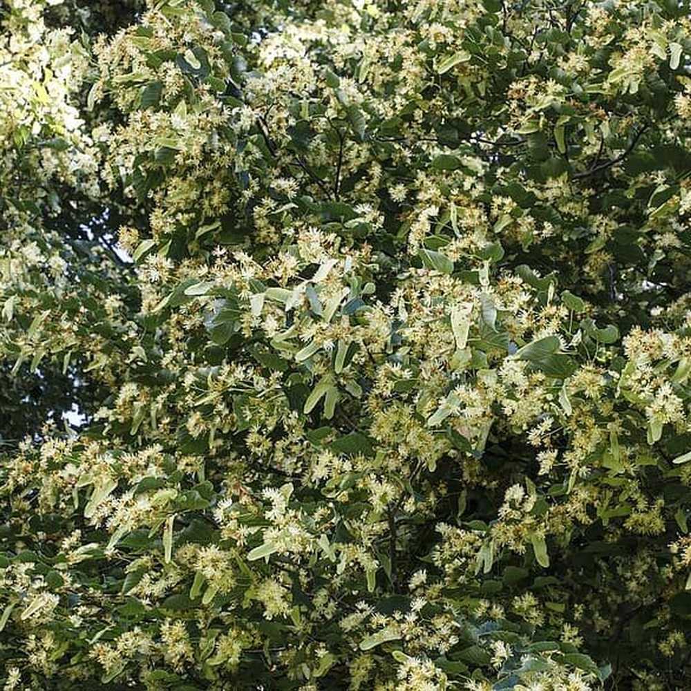 Tei de iarna cu frunza mica (Tilia cordata) Winter Orange,  ornamental cu ramuri portocalii-rosii, flori foatre parfumate, rezistent la poluare urbana, forma piramidala eleganta