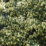 Tei de iarna cu frunza mica (Tilia cordata) Winter Orange,  ornamental cu ramuri portocalii-rosii, flori foatre parfumate, rezistent la poluare urbana, forma piramidala eleganta