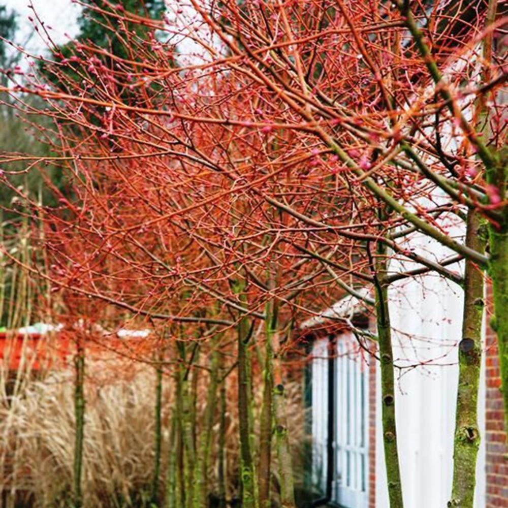 Tei de iarna cu frunza mica (Tilia cordata) Winter Orange,  ornamental cu ramuri portocalii-rosii, flori foatre parfumate, rezistent la poluare urbana, forma piramidala eleganta