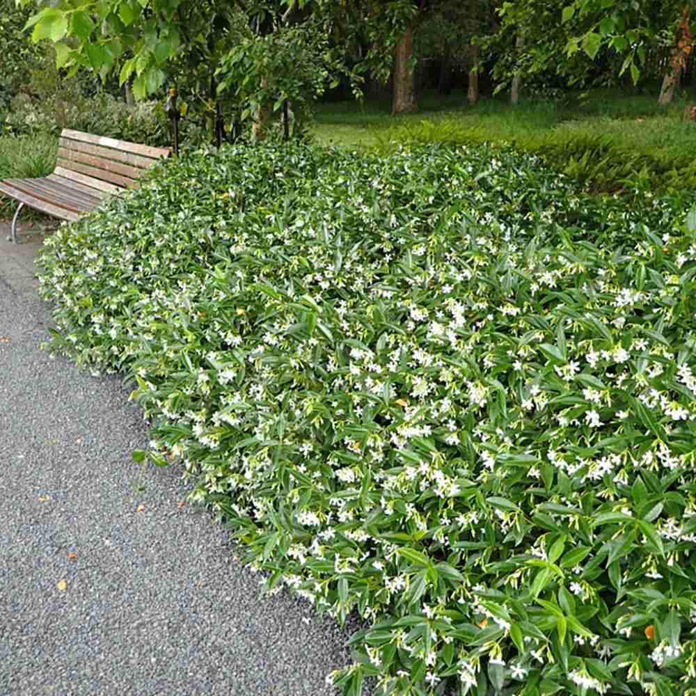 Black Friday - Reduceri Iasomie clasica, cu floare alba parfumata (Trachelospermum Jasminoides) Promotie