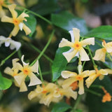 Iasomie Stelata (Trachelospermum asiaticum) Chili & Vanilla, arbust catarator cu flori galbene, cu parfum de vanilie