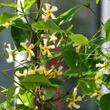 Iasomie Stelata (Trachelospermum asiaticum) Chili & Vanilla, arbust catarator cu flori galbene, cu parfum de vanilie