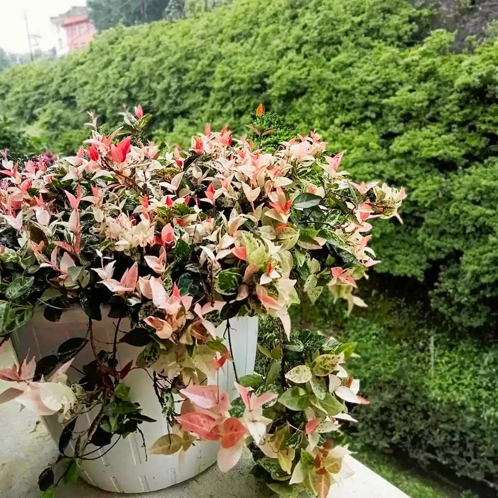 Iasomie Cataratoare Tricolor, cu frunze in 3 culori si flori albe parfumate