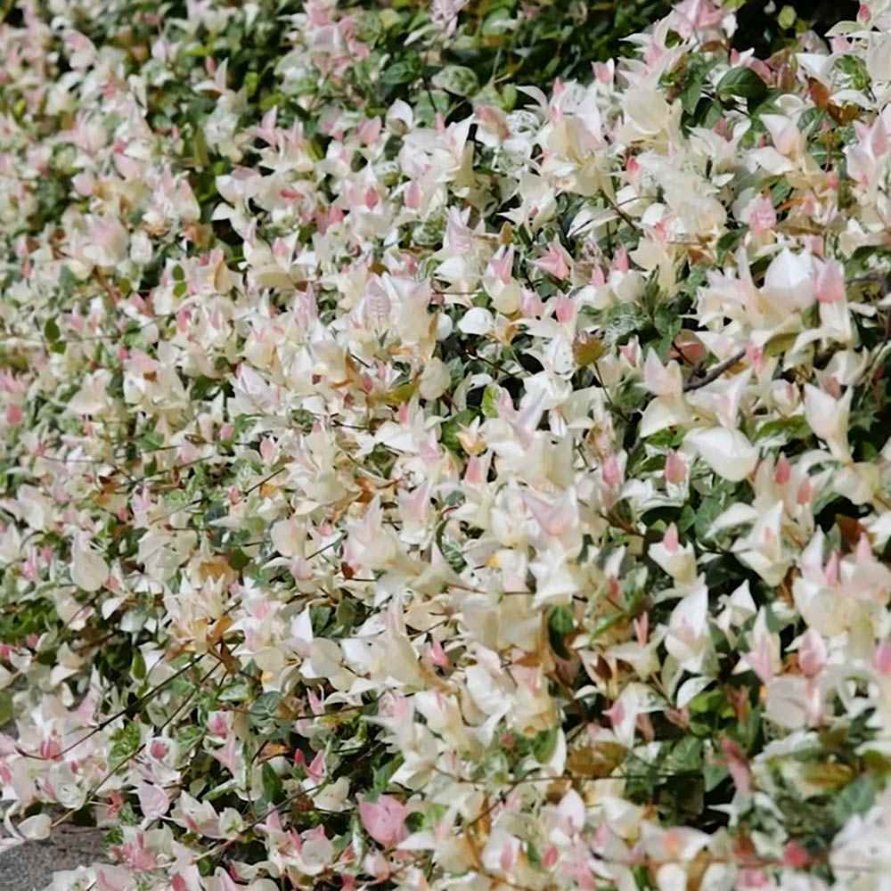 Iasomie Cataratoare Tricolor, cu frunze in 3 culori si flori albe parfumate