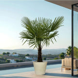 Palmier Morisca Trachycarpus Fortunei, rezistent la ger, frunzis exotic, crestere moderata, tulpina 80-100 cm, inaltime 160 cm