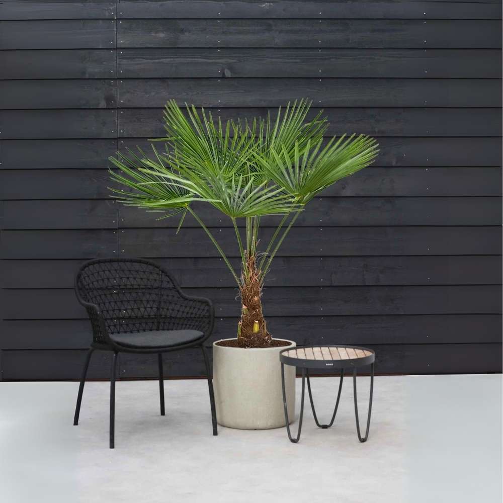 Palmier Morisca Trachycarpus Fortunei, rezistent la ger, frunzis exotic, crestere moderata, tulpina 80-100 cm, inaltime 160 cm