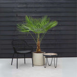 Palmier Morisca Trachycarpus Fortunei, rezistent la ger, frunzis exotic, crestere moderata, tulpina 80-100 cm, inaltime 160 cm