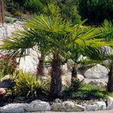 Palmier Morisca Trachycarpus Wagnerianus, planta exotica cu frunze evantai. rezistenta la frig - 50 cm