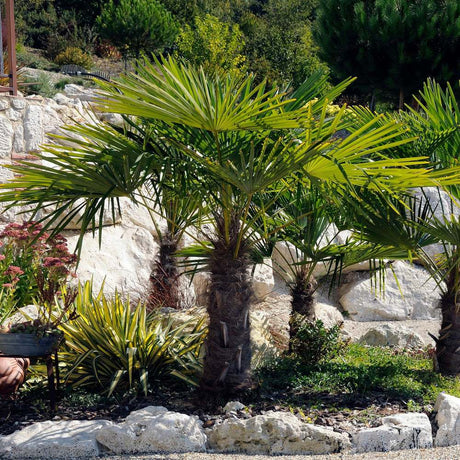 Palmier Morisca Trachycarpus Wagnerianus, planta exotica cu frunze evantai. rezistenta la frig - 50 cm