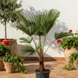 Palmier Morisca Trachycarpus Wagnerianus, planta exotica cu frunze evantai. rezistenta la frig - 50 cm