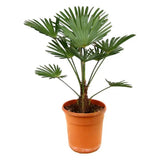 Palmier Morisca Trachycarpus Wagnerianus, planta exotica cu frunze evantai. rezistenta la frig - 50 cm