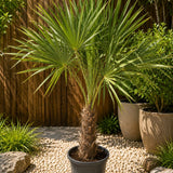 Palmier Morisca Trachycarpus Wagnerianus, planta exotica cu frunze evantai. rezistenta la frig - 50 cm