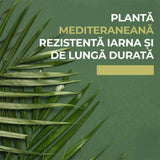 Palmier Morisca Trachycarpus Fortunei, rezistent la ger, frunzis exotic, crestere moderata, tulpina 90 cm, 180-200 cm