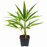 Palmier Morisca Trachycarpus Fortunei, 20 cm, rezistent la ger, frunzis exotic, crestere moderata
