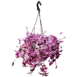 Tradescantia Zebrina Pink Paradise, planta de interior cu frunze roz verzi argintii, crestere rapida - 40 cm