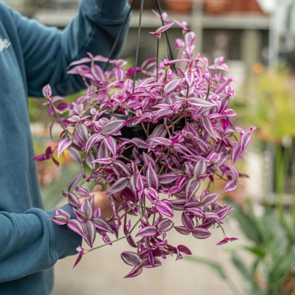 Tradescantia Zebrina Pink Paradise - 40 cm | Verdena – VERDENA