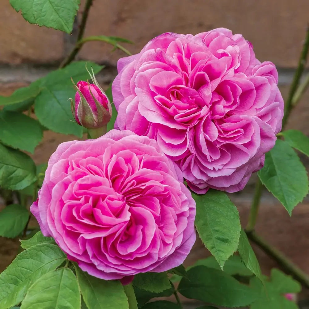 Trandafir englezesc David Austin Gertrude Jekyll - trandafir roz intens, parfum puternic, inflorire repetata, rezistent la frig