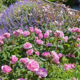 Trandafir englezesc David Austin Gertrude Jekyll - trandafir roz intens, parfum puternic, inflorire repetata, rezistent la frig