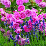 Trandafir englezesc David Austin Harlow Carr cu flori roz parfumate, inflorire continua, rezistent la frig