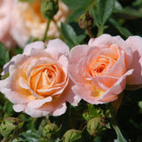 Trandafir Pitic Floribunda crem-piersica Peach Clementine, inflorire repetata