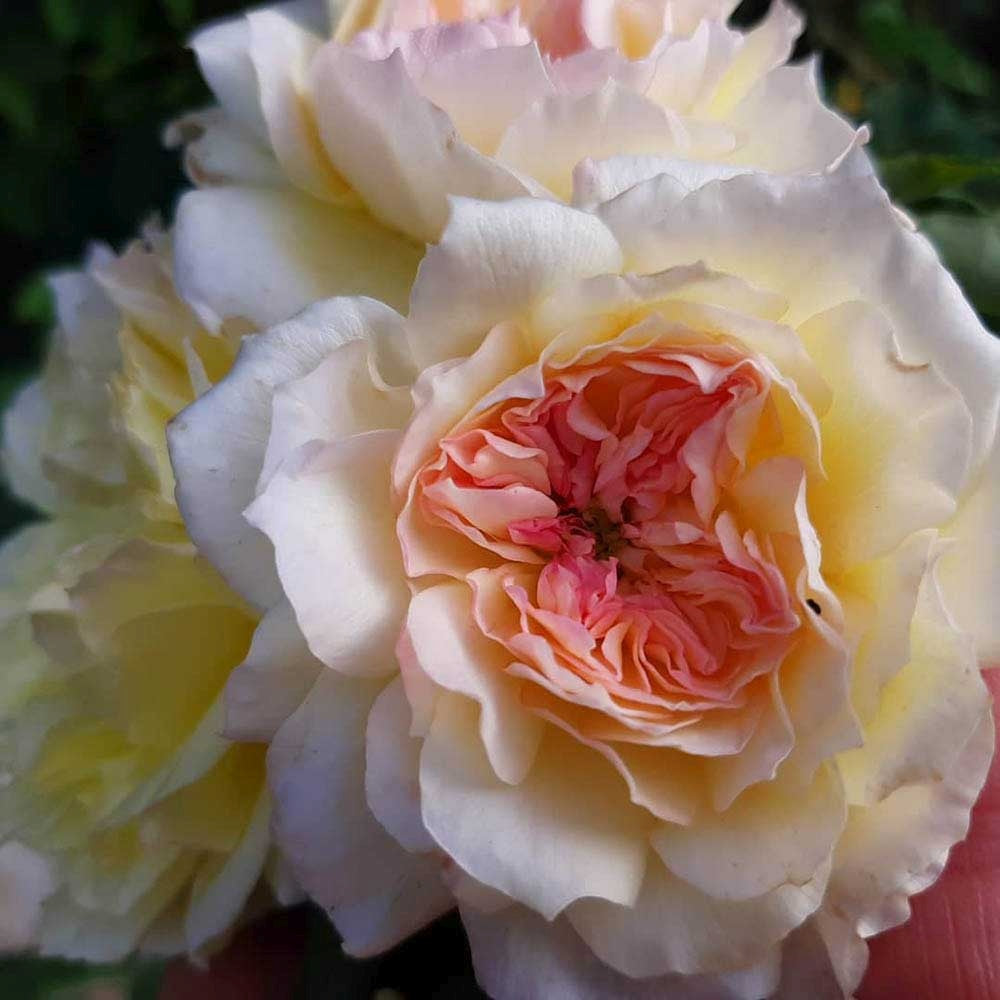 Trandafir Catarator galben-crem Celine Forestrier, inflorire repetata
