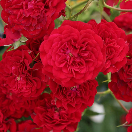 Trandafir Copacel Crimson Siluettal, cu ramuri curgatoare, cu flori rosu carmin, inflorire repetata, anul 10