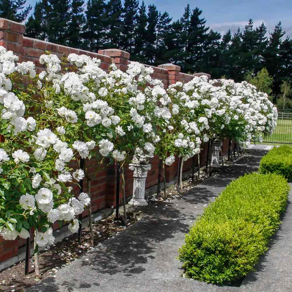 Trandafir Copacel Grande Fiore cu Ramuri Curgatoare, flori alb pur, inflorire repetata, anul 10