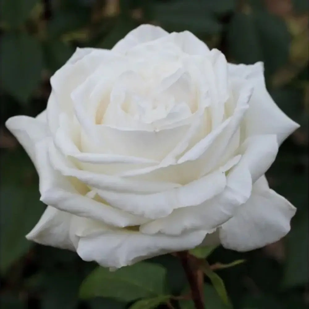Trandafir Copacel Grande Fiore cu Ramuri Curgatoare, flori alb pur, inflorire repetata, anul 10