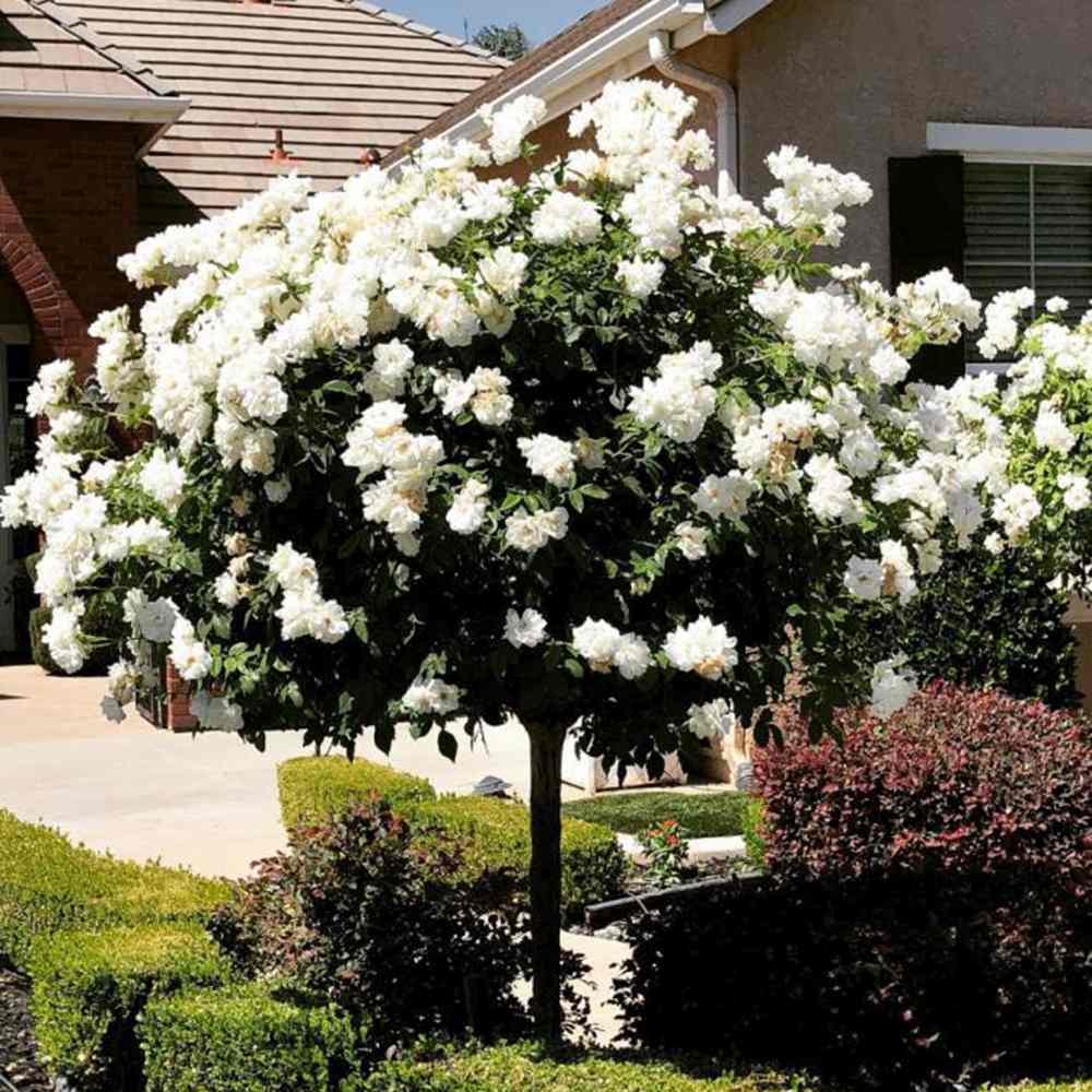 Trandafir Copacel Grande Fiore cu Ramuri Curgatoare, flori alb pur, inflorire repetata, anul 10