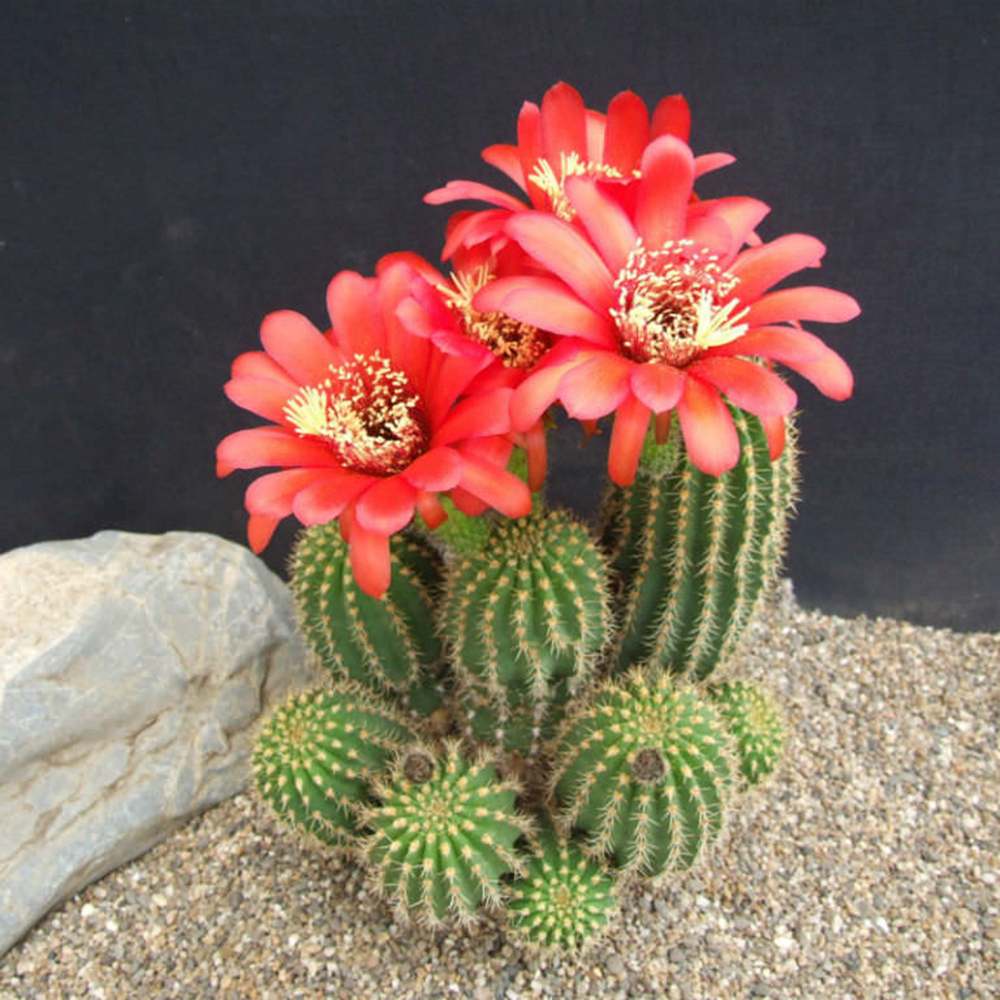 Cactus Trichocereus Huasc, cactus decorativ de interior cu flori rosii, usor de ingrijit, planta exotica - 30 cm