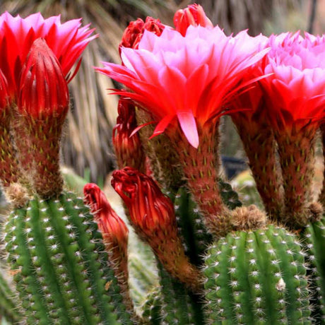 Cactus Trichocereus Huasc, cactus decorativ de interior cu flori rosii, usor de ingrijit, planta exotica - 30 cm