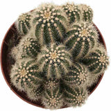 Cactus Trichocereus Huasc, cactus decorativ de interior cu flori rosii, usor de ingrijit, planta exotica - 30 cm