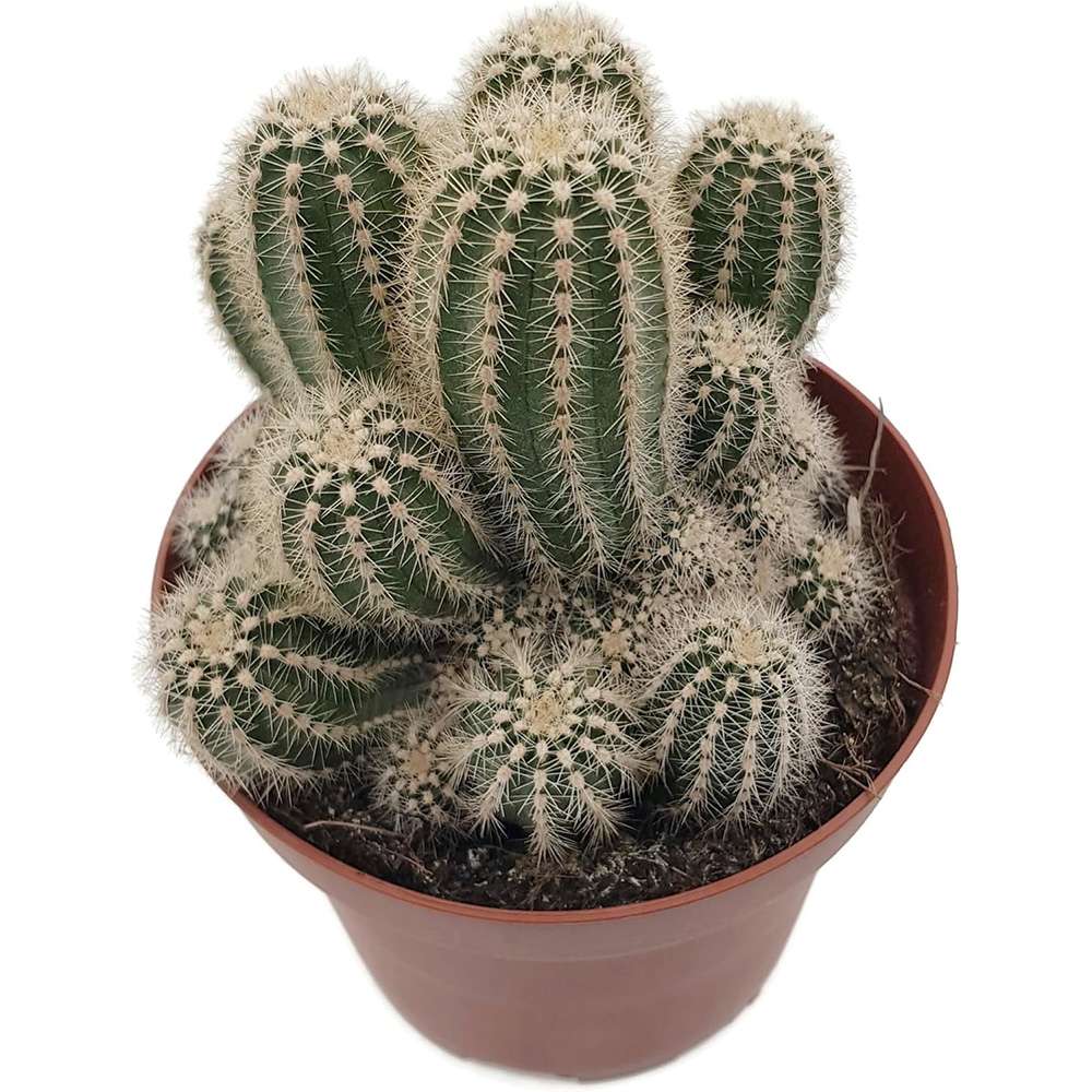 Cactus Trichocereus Huasc, cactus decorativ de interior cu flori rosii, usor de ingrijit, planta exotica - 30 cm